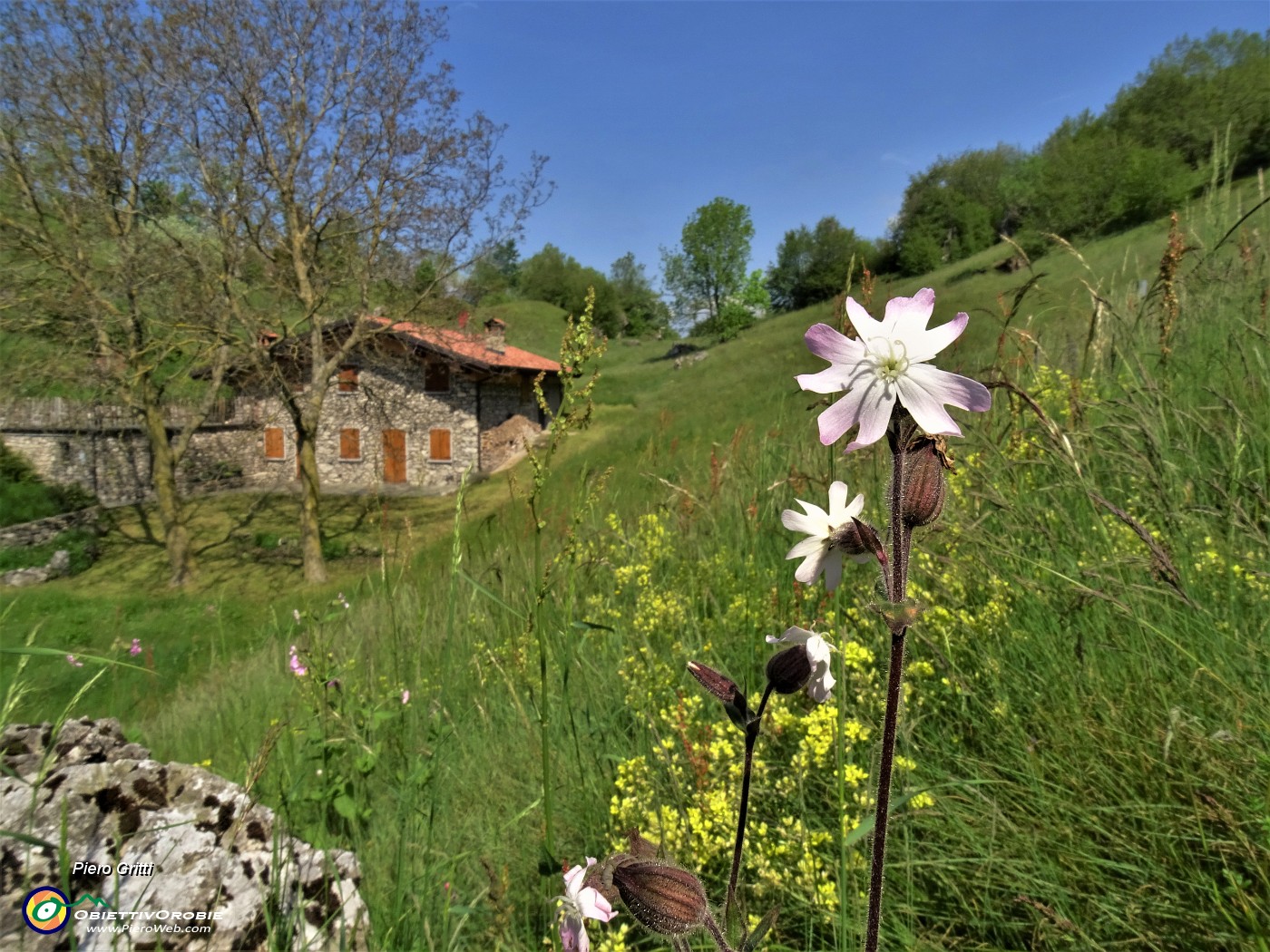 44 Silene alba (Silene bianca).JPG